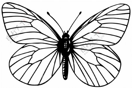 蝴蝶昆虫世界矢量素材eps格式0024