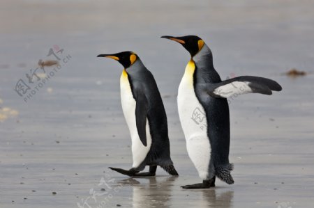 走在冰上的企鹅图片