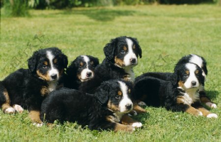 草地上六只宠物狗图片
