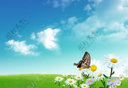 蓝天白云与鲜花蝴蝶图片
