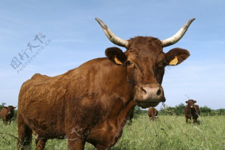 草地上的牛群图片