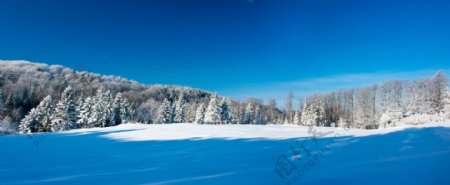 冬季森林与雪地风景图片