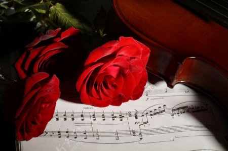 玫瑰花与小提琴特写图片