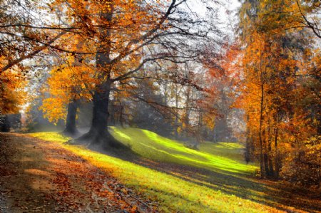 美丽的秋天树木图片