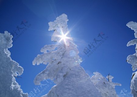冬天树梢上的雪图片