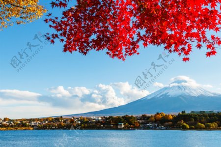 红色枫叶下的富士山图片