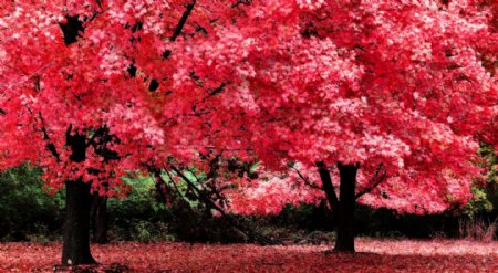 美丽秋天枫树图片