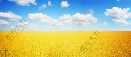 金色稻田风景图片