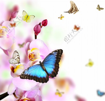 蝴蝶鲜花背景素材图片