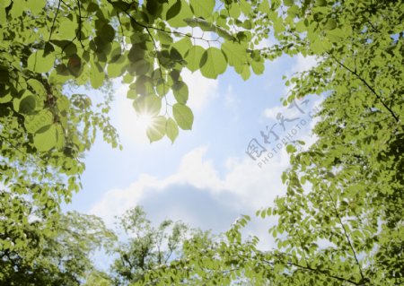 阳光与树木高清写真图片