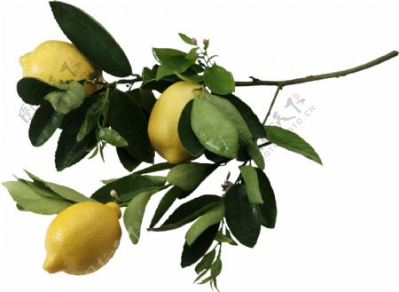 枝叶上的三个柠檬图片