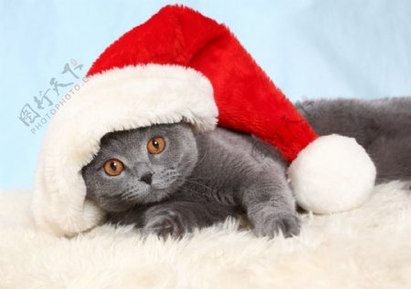 戴圣诞帽的小猫图片