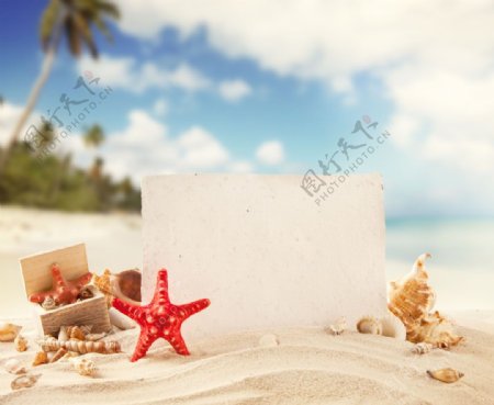 沙滩上的白板和海星海螺图片