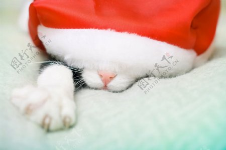 戴着圣诞帽的小猫图片