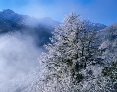 云雾弥漫的山林图片