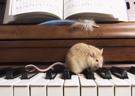 在琴键上爬行的老鼠图片