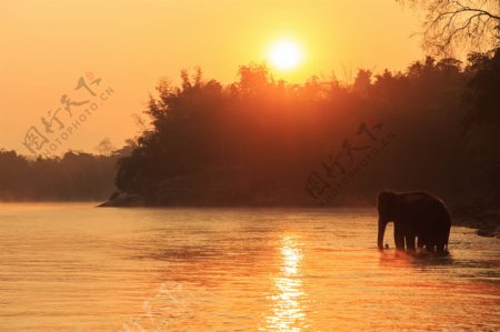 湖水里的大象图片