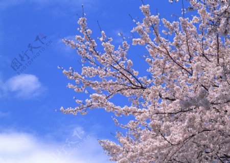 樱花树一角图片