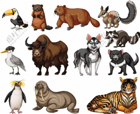 不同种类的野生动物插画