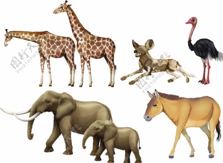 五种野生动物插画