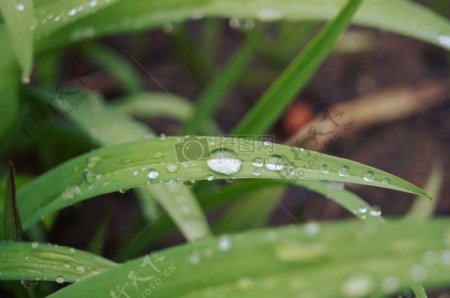 自然草植物露水特写水滴