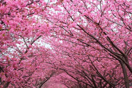 枝头上盛开的樱花图片