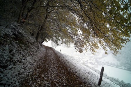雪覆盖的道路和树木