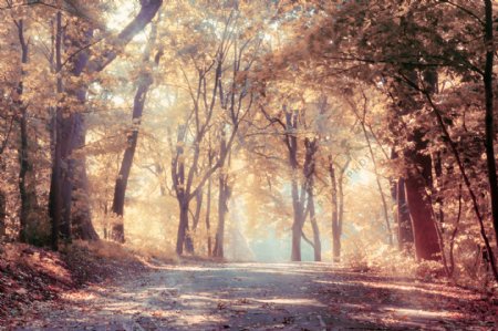 美丽秋天树林马路风景图片