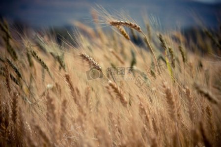 场农业小麦