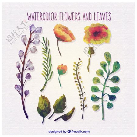 11款水彩绘花朵和叶子矢量素材