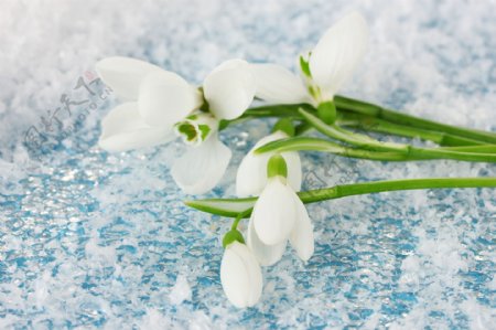 雪地上的白色小花图片
