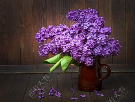 花瓶里盛开的紫色花卉图片