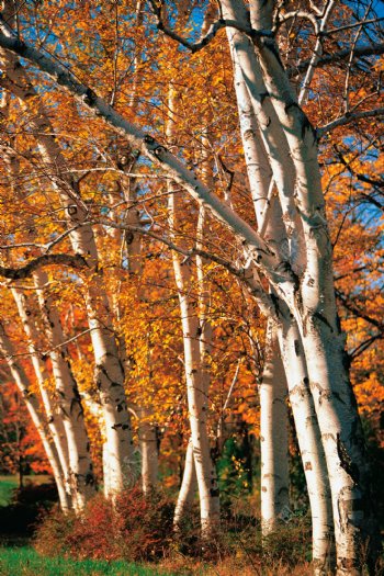 秋天枫树林摄影图片