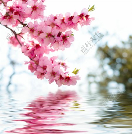 盛开桃花水中倒影图片