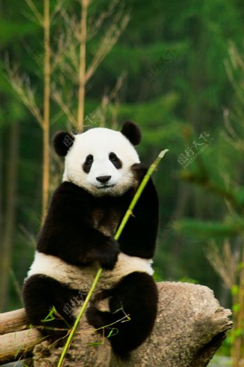 思考中的国宝熊猫图片图片