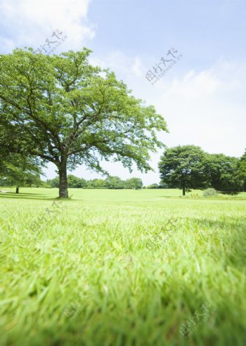 草地与大树自然风景图片