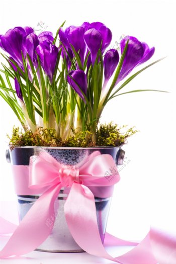 花盆里的紫色鲜花图片