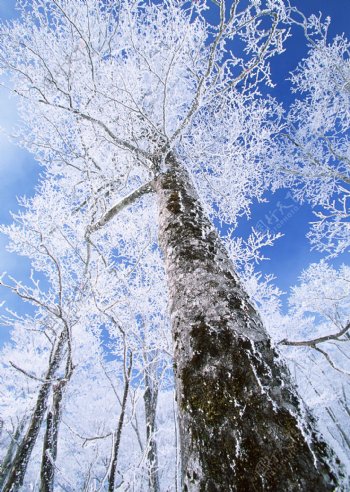 冬天的树林雪景图片