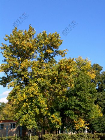 秋天房屋大树风景图片