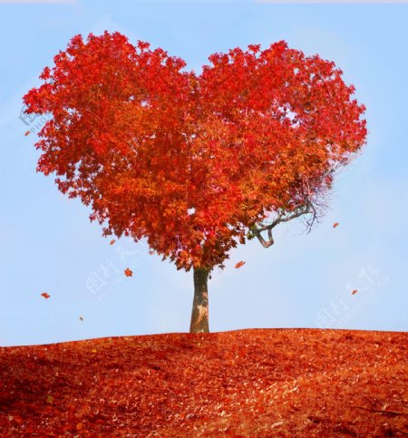 唯美心形红枫树图片