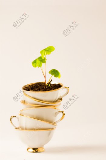 茶杯盆栽植物图片