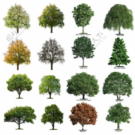 16棵树木高清图片