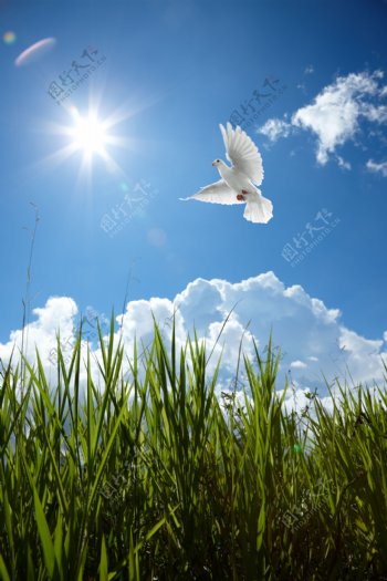 蓝天中飞翔的鸽子高清图片