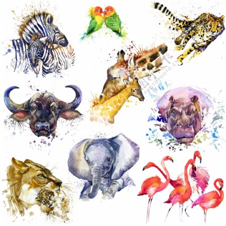 动物头像水彩画图片