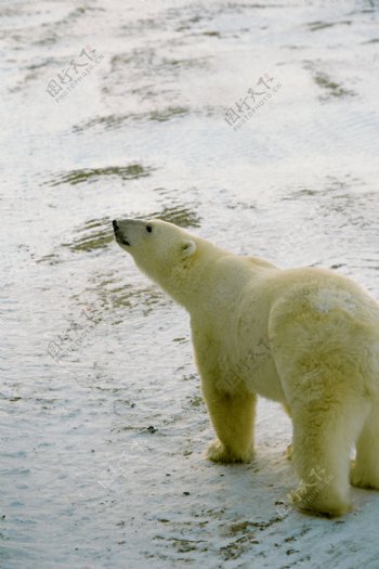 雪地上的北极熊高清图片