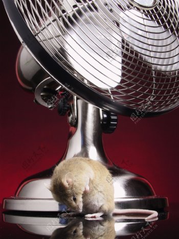 电风扇下的老鼠