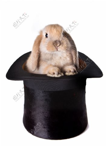 帽子里的兔子