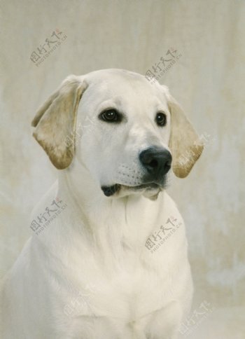 白色宠物狗摄影