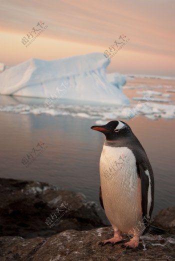 冰水边上的企鹅
