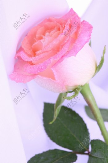粉色艳丽的玫瑰花